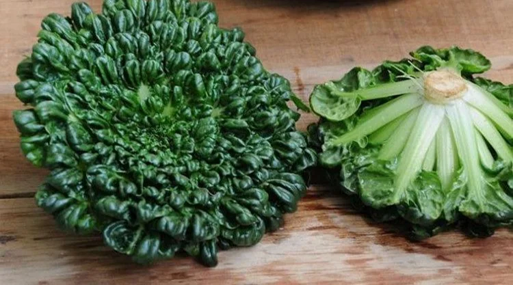 Fresh New Zealand Tatsoi / Bag