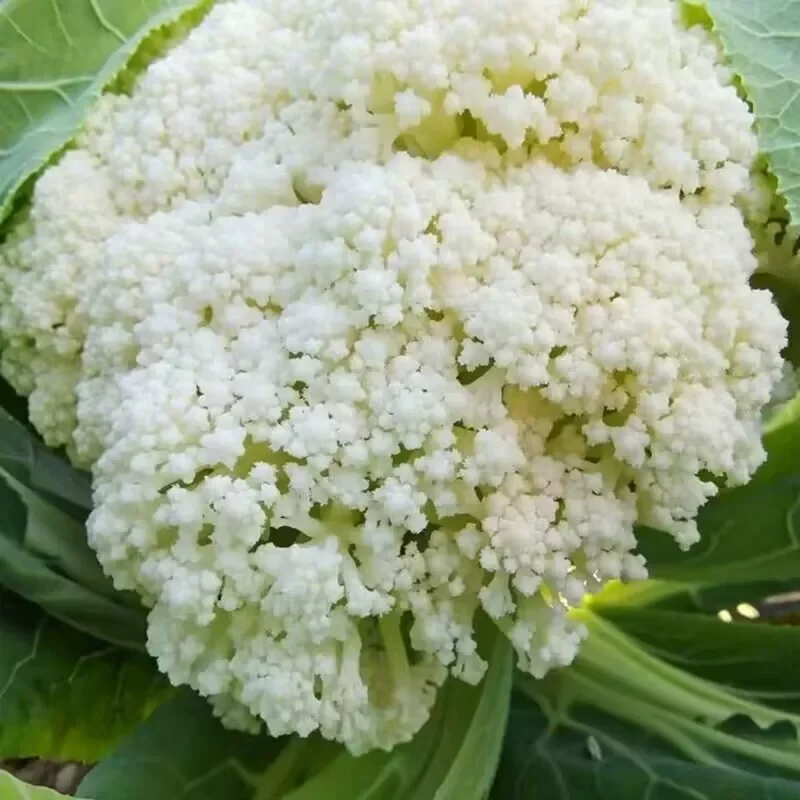 新鲜有机花菜/颗